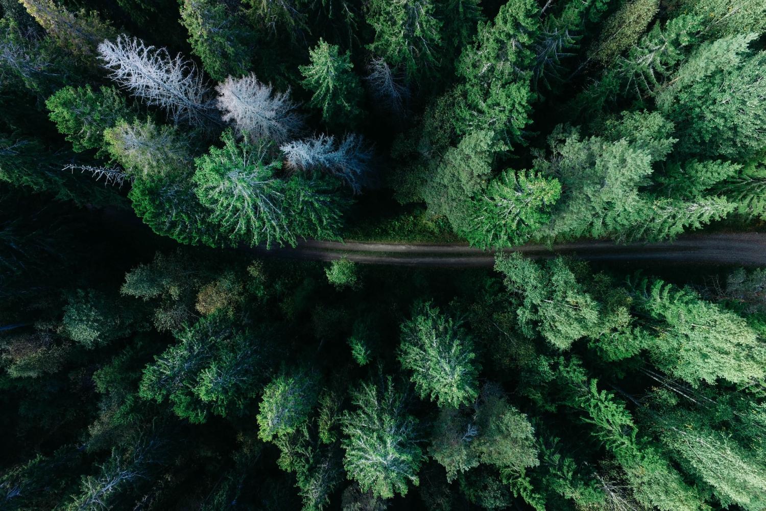 forests